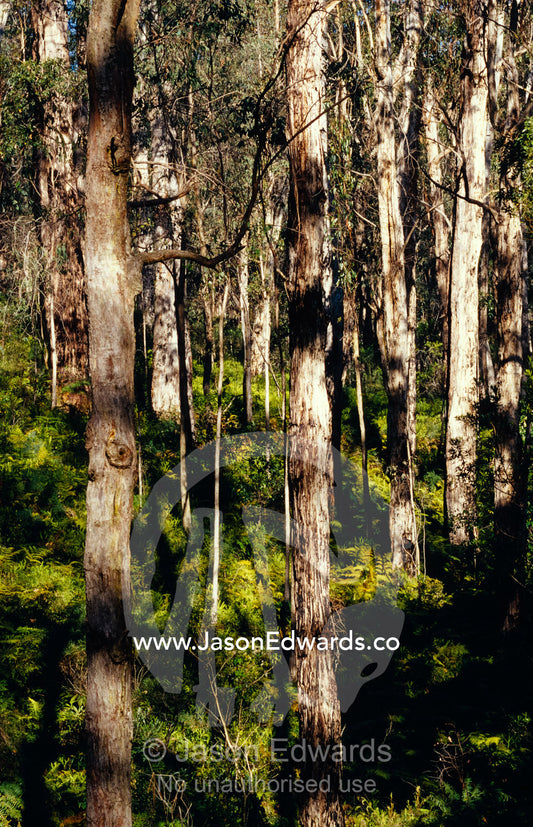 A Eucalypt tree and Fern forest in dappled sunlight. near Bemm River, Victoria, Australia.
