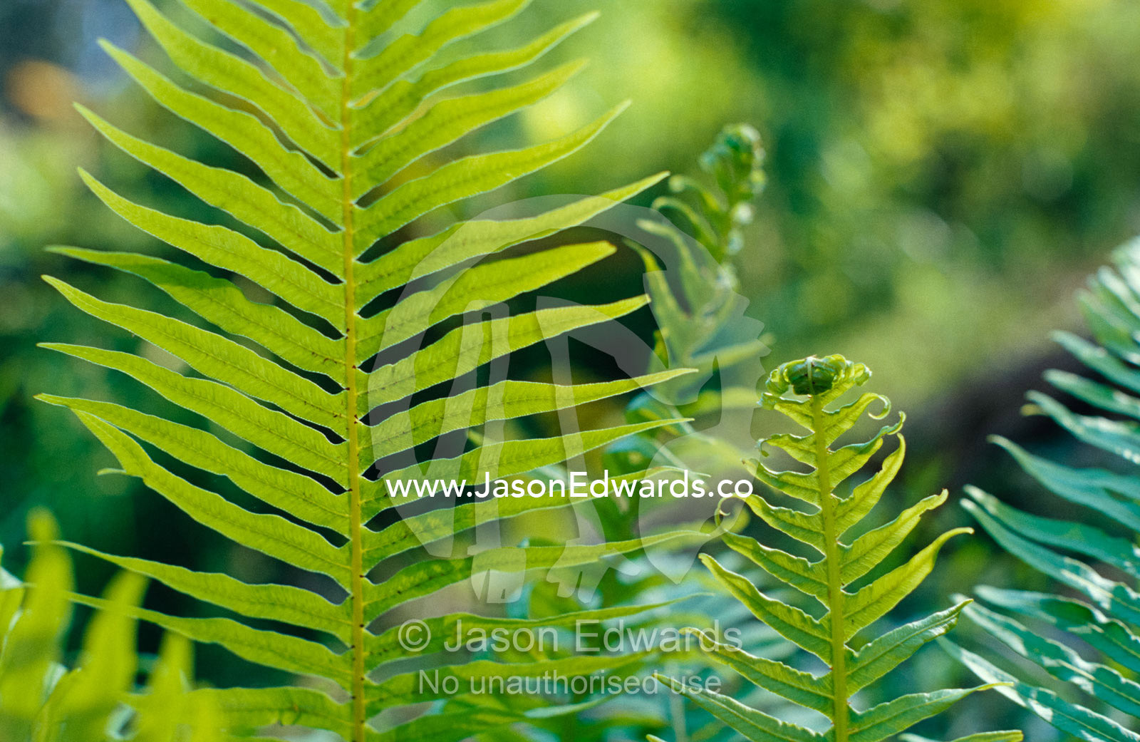 Lime green new growth Fern fronds lit up by sunrays. Near Bemm River, Victoria, Australia.