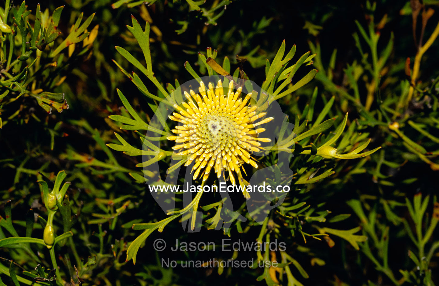 The bright yellow flowers of Drumsticks, Isopogon Anenonifolius. Barren Grounds Nature Reserve, New South Wales, Australia.