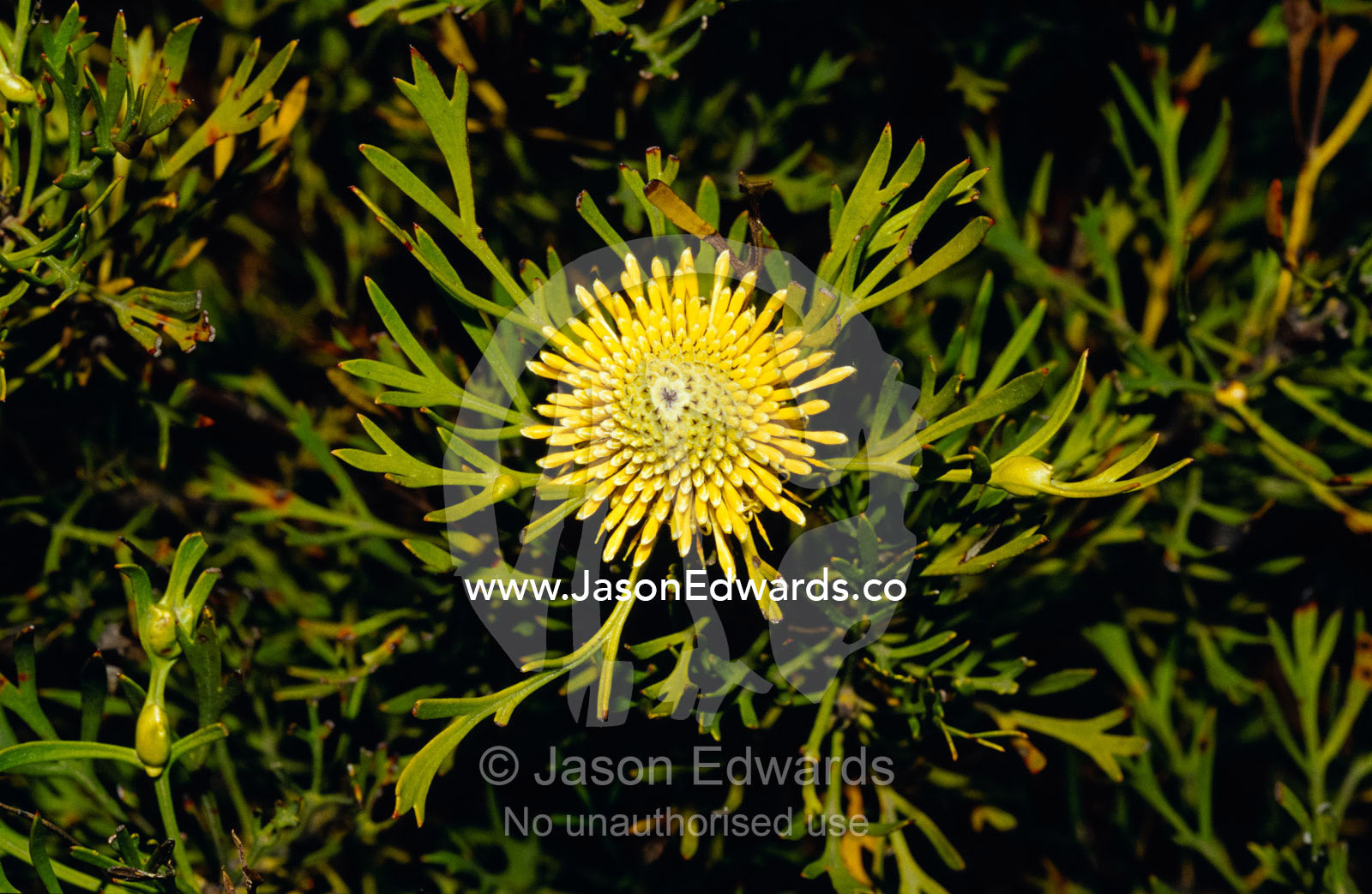 The bright yellow flowers of Drumsticks, Isopogon Anenonifolius. Barren Grounds Nature Reserve, New South Wales, Australia.