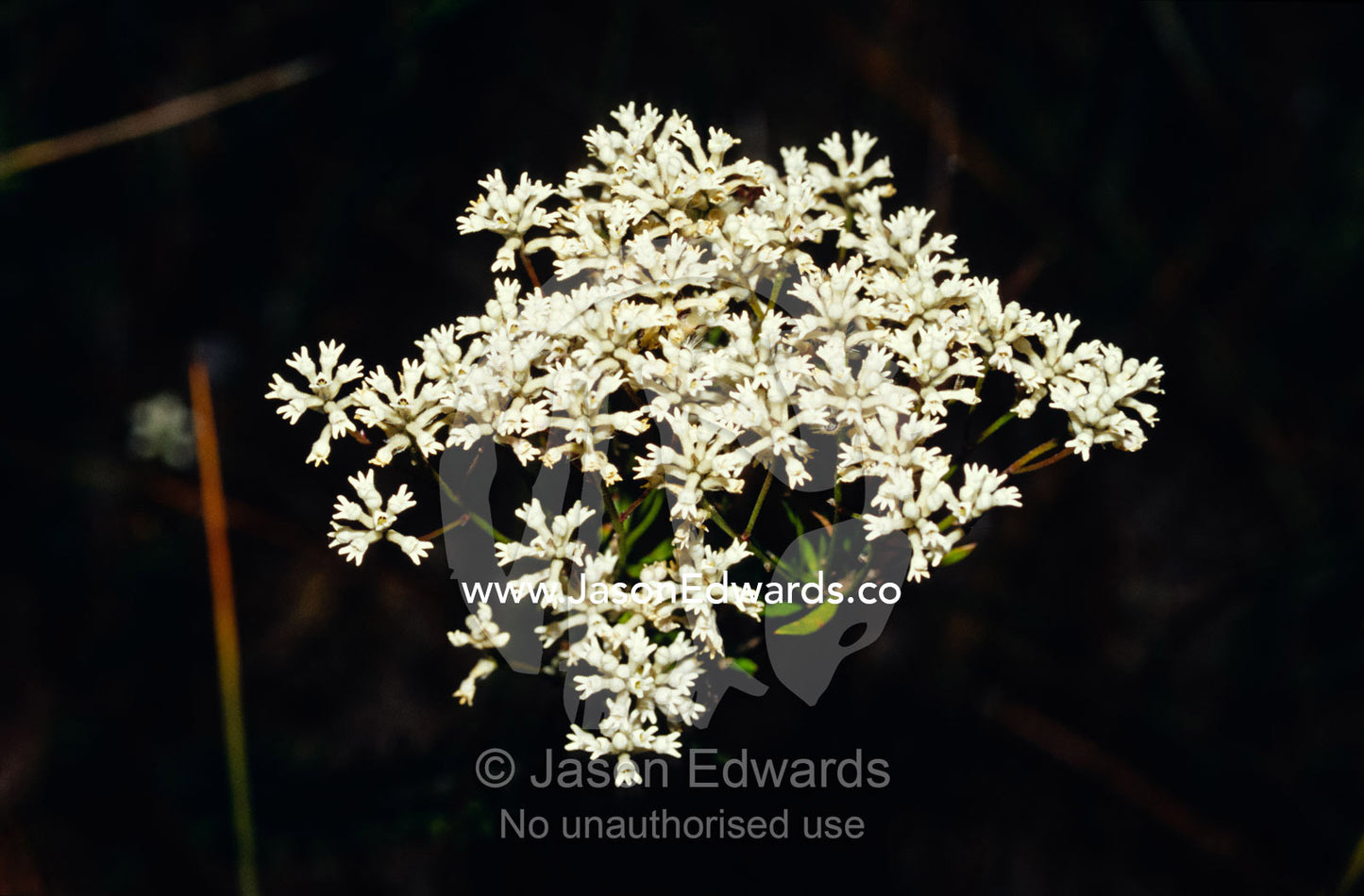 The delicate white flowers of Cone Seed, also known as Smoke Bush. Barren Grounds Nature Reserve, New South Wales, Australia.