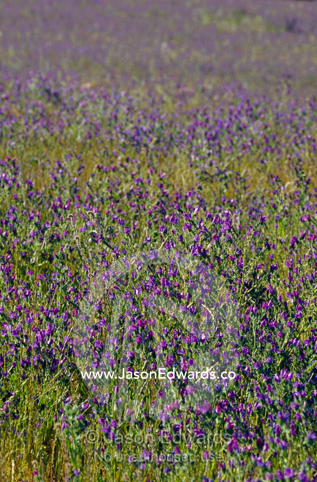 Flower known as Salvation Jane, Pattersons Curse or Riverina Bluebell. Jugiong, New South Wales, Australia.