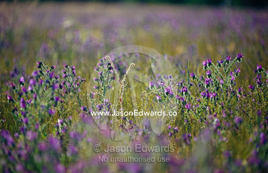 Flower known as Salvation Jane, Pattersons Curse or Riverina Bluebell. Jugiong, New South Wales, Australia.