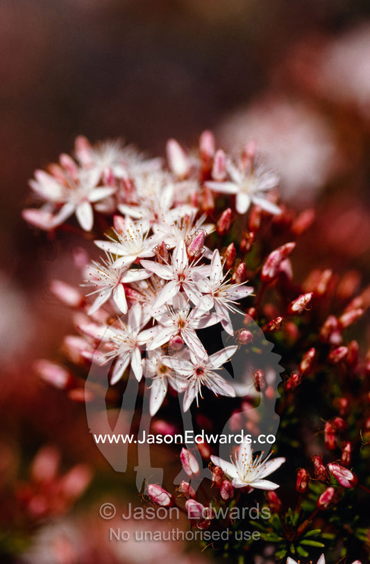 Bright pink native Wildflowers with white petals on a coastal cliff. Kangaroo Island, South Australia.
