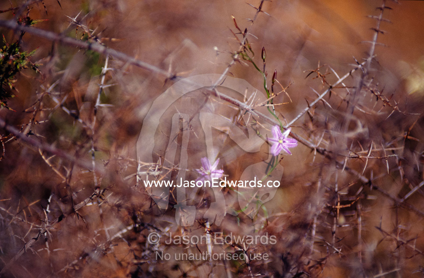 The delicate Fringe Lily flower twining through dead shrubs. Hummocky, Kangaroo Island, South Australia.