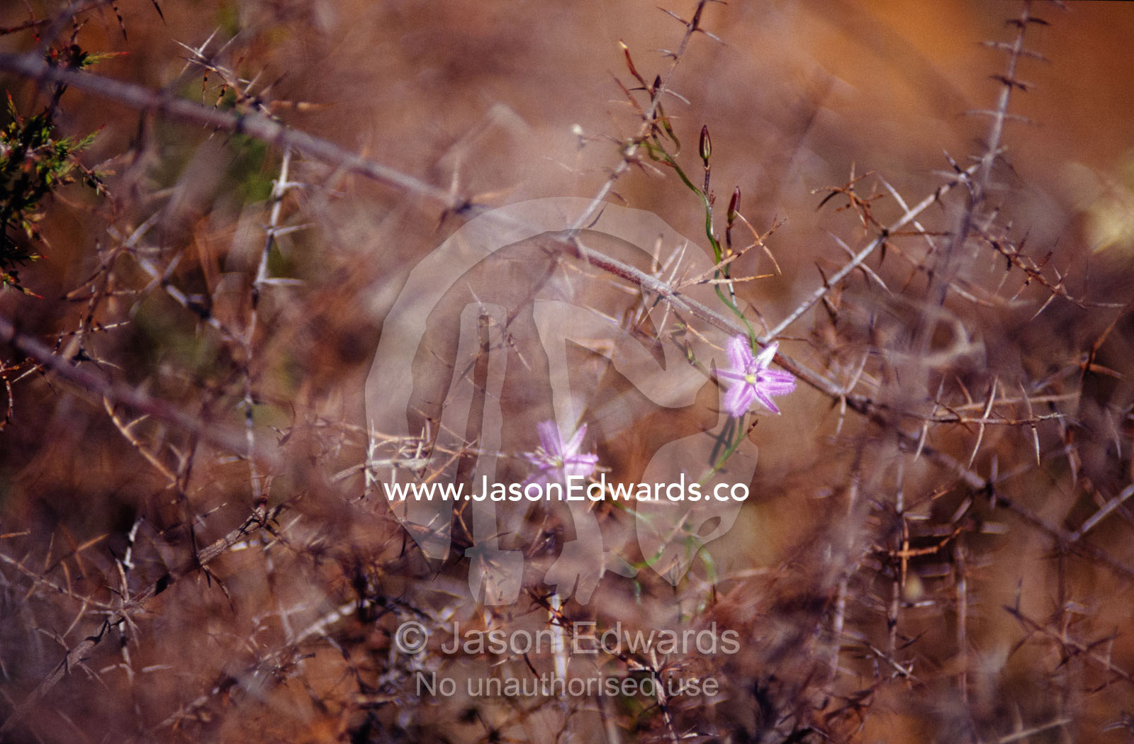 The delicate Fringe Lily flower twining through dead shrubs. Hummocky, Kangaroo Island, South Australia.
