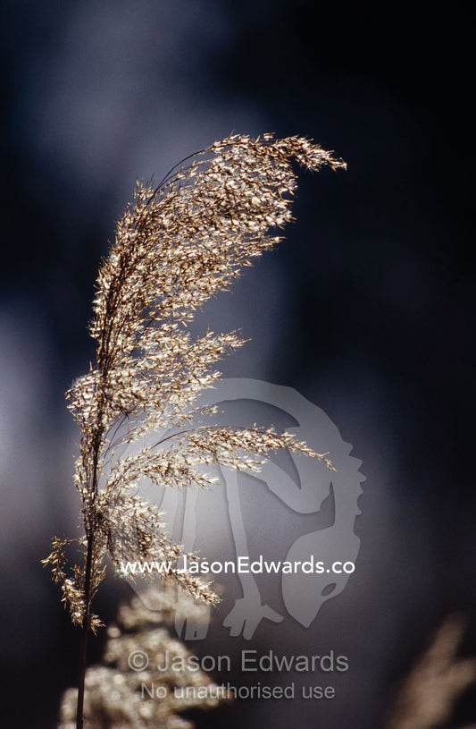 A fragile reed rush grass seeding in golden backlit light. Banrock Station Winery, Kingston on Murray, South Australia.