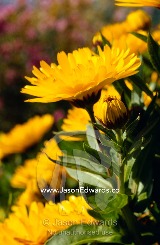 Bright yellow Calendula flower petals in a garden. Seascape, Emu Bay, Kangaroo Island, South Australia.