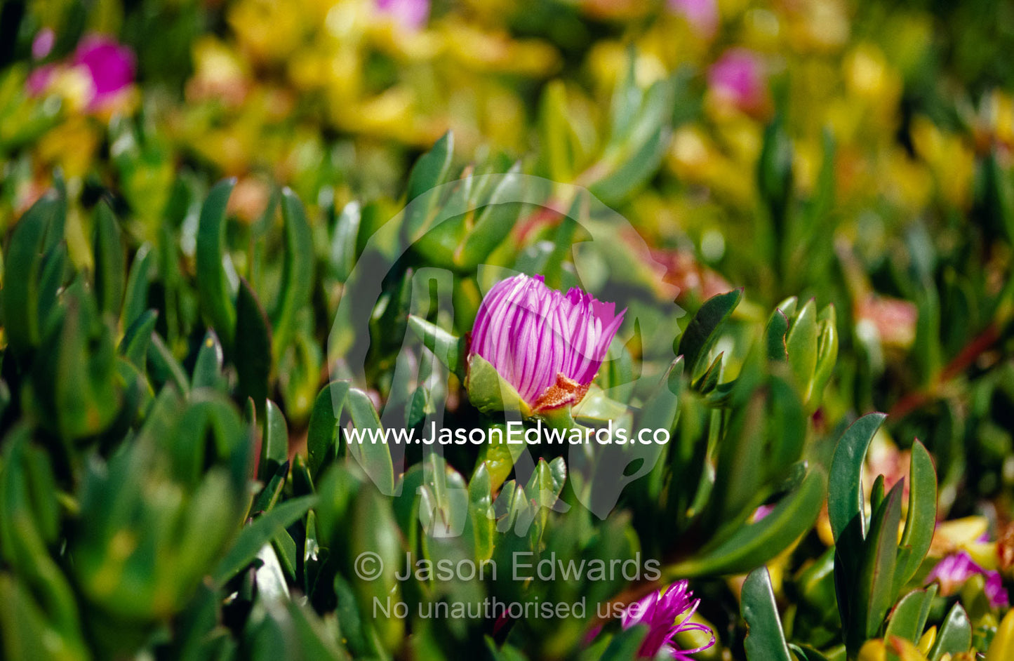 Ground cover Succulent Pig Face in flower decorates a coastal garden. Seascape, Emu Bay, Kangaroo Island, South Australia.