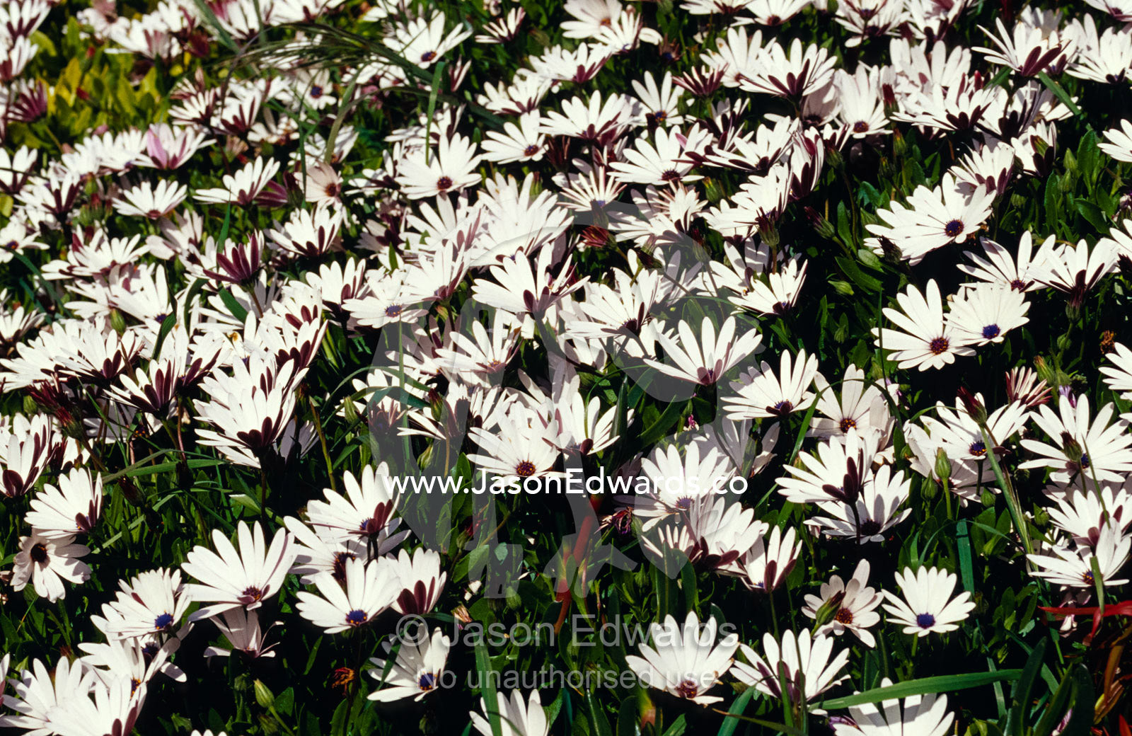 A field of prolofic white Daisy flowers decorates a coastal garden. Seascape, Emu Bay, Kangaroo Island, South Australia.