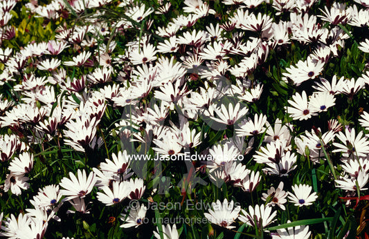 A field of prolofic white Daisy flowers decorates a coastal garden. Seascape, Emu Bay, Kangaroo Island, South Australia.
