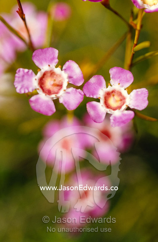 The delicate pink petals of the Geraldton Wax flower. Seascape, Emu Bay, Kangaroo Island, South Australia.