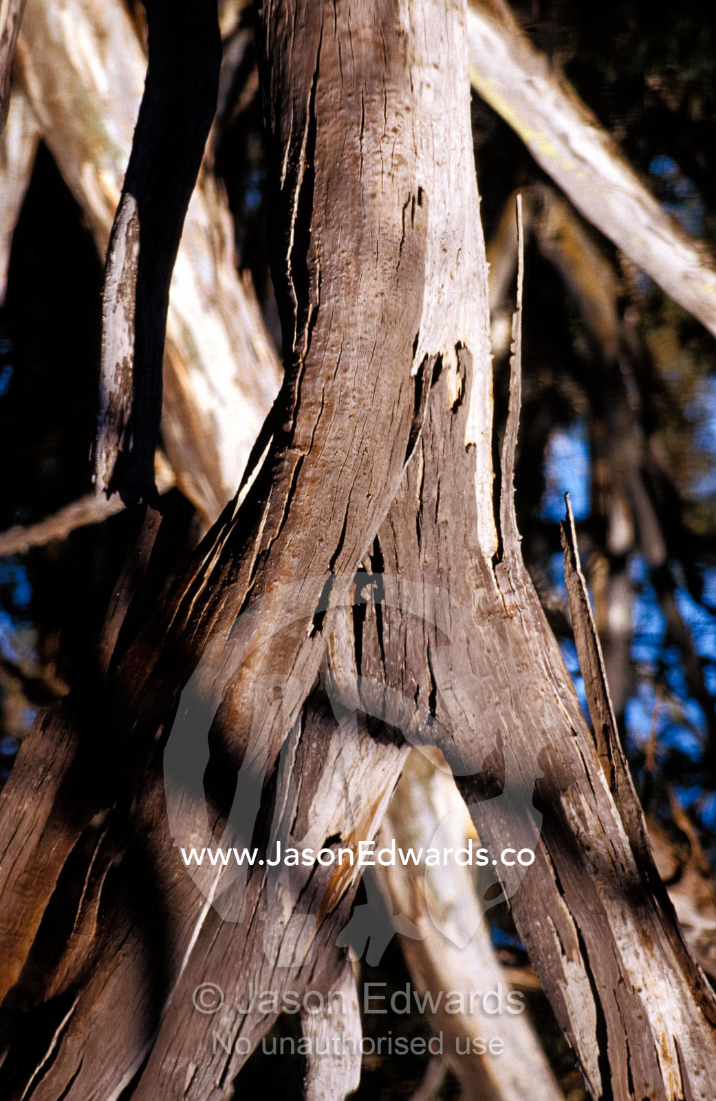 Bark peeling from a Eucalypt Gum tree trunk reflected in a wetland. Ropers Wetland Cygnet River Valley, Kangaroo Island, South Australia.