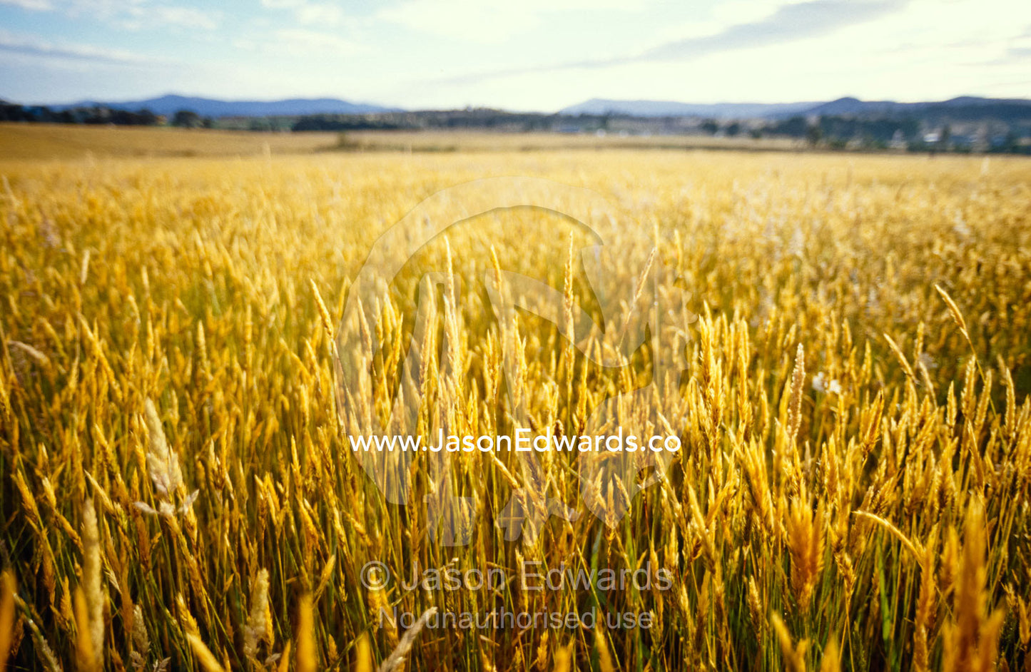 A golden field crop of seeding grasses catches the morning light. Yarra Valley, Victoria, Australia.
