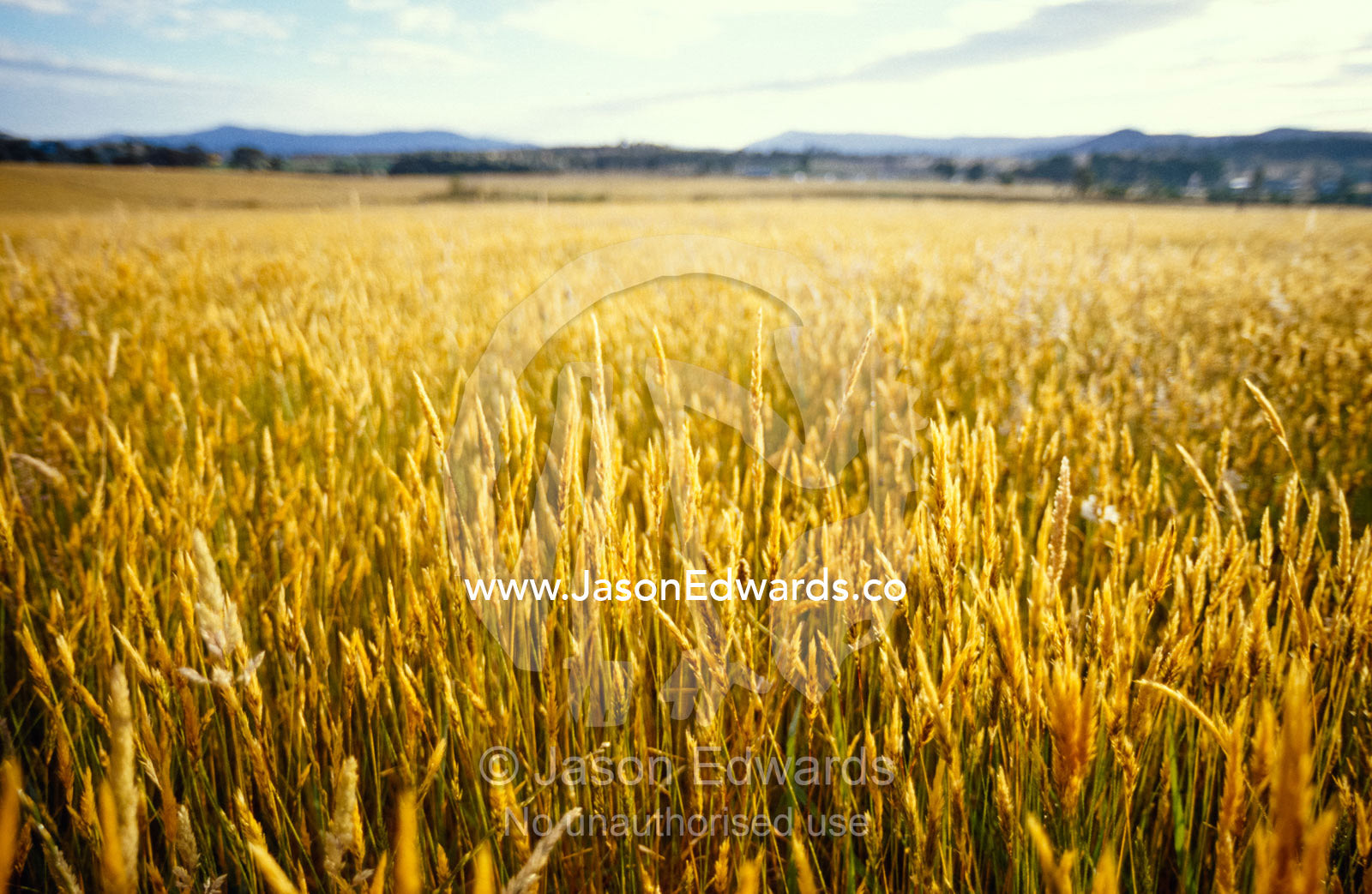 A golden field crop of seeding grasses catches the morning light. Yarra Valley, Victoria, Australia.