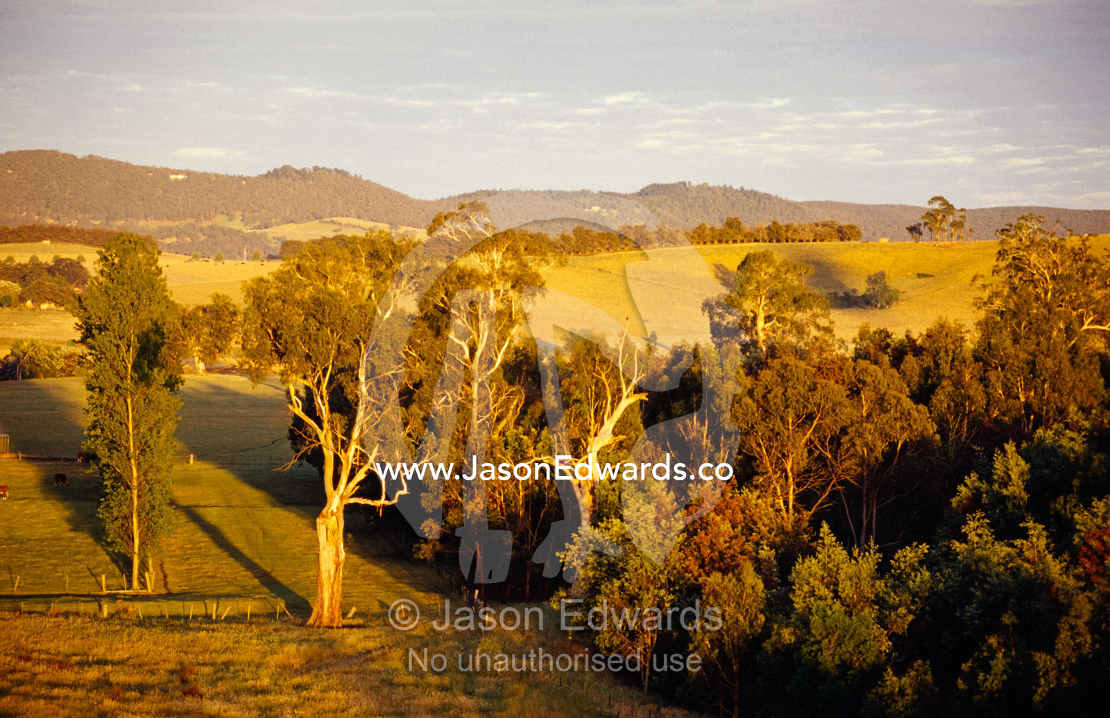An aerial view of idyllic farmland at dawn surrounded by forest. Yarra Valley, Victoria, Australia.