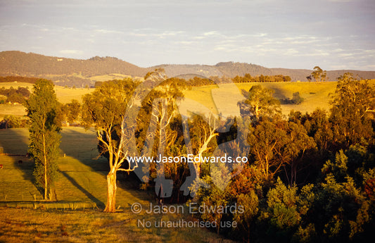 An aerial view of idyllic farmland at dawn surrounded by forest. Yarra Valley, Victoria, Australia.