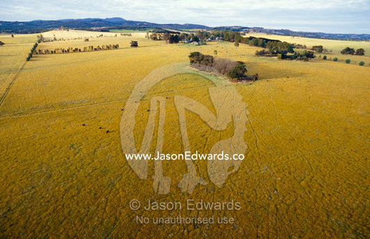 An aerial view of farmland criss-crossed with cow trails. Yarra Valley, Victoria, Australia.