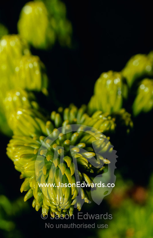 Closeup detail of the spiky leaves of the Pine tree. Tathra, New South Wales, Australia.