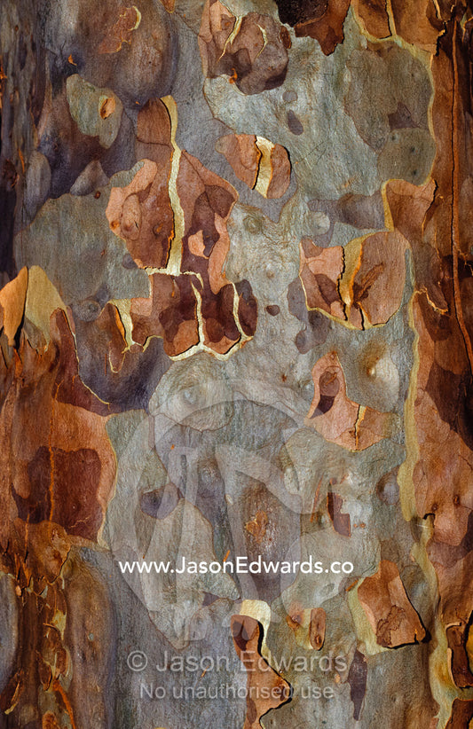 Bark detail of the Spotted Gum Eucalypt tree, Corymbia Maculata. Tathra Forest Wildlife Reserve, New South Wales, Australia.