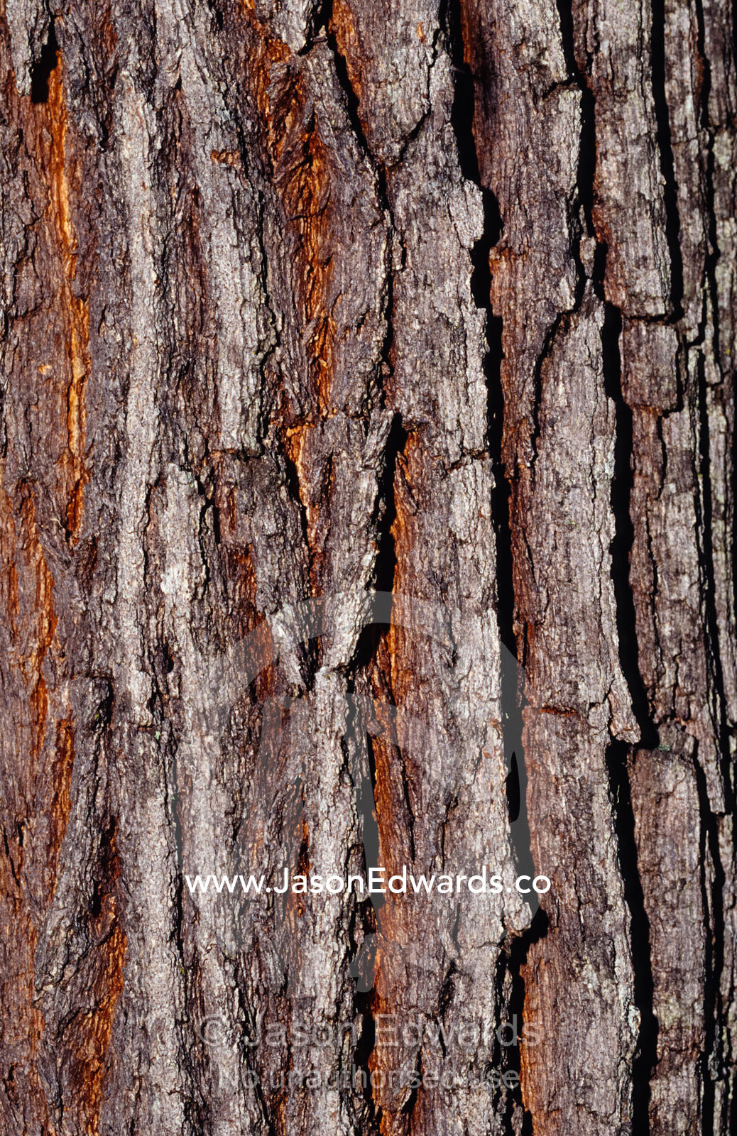 Bark detail of the Black She Oak, Allocasuariha Littoralis, tree. Tathra Forest Wildlife Reserve, New South Wales, Australia