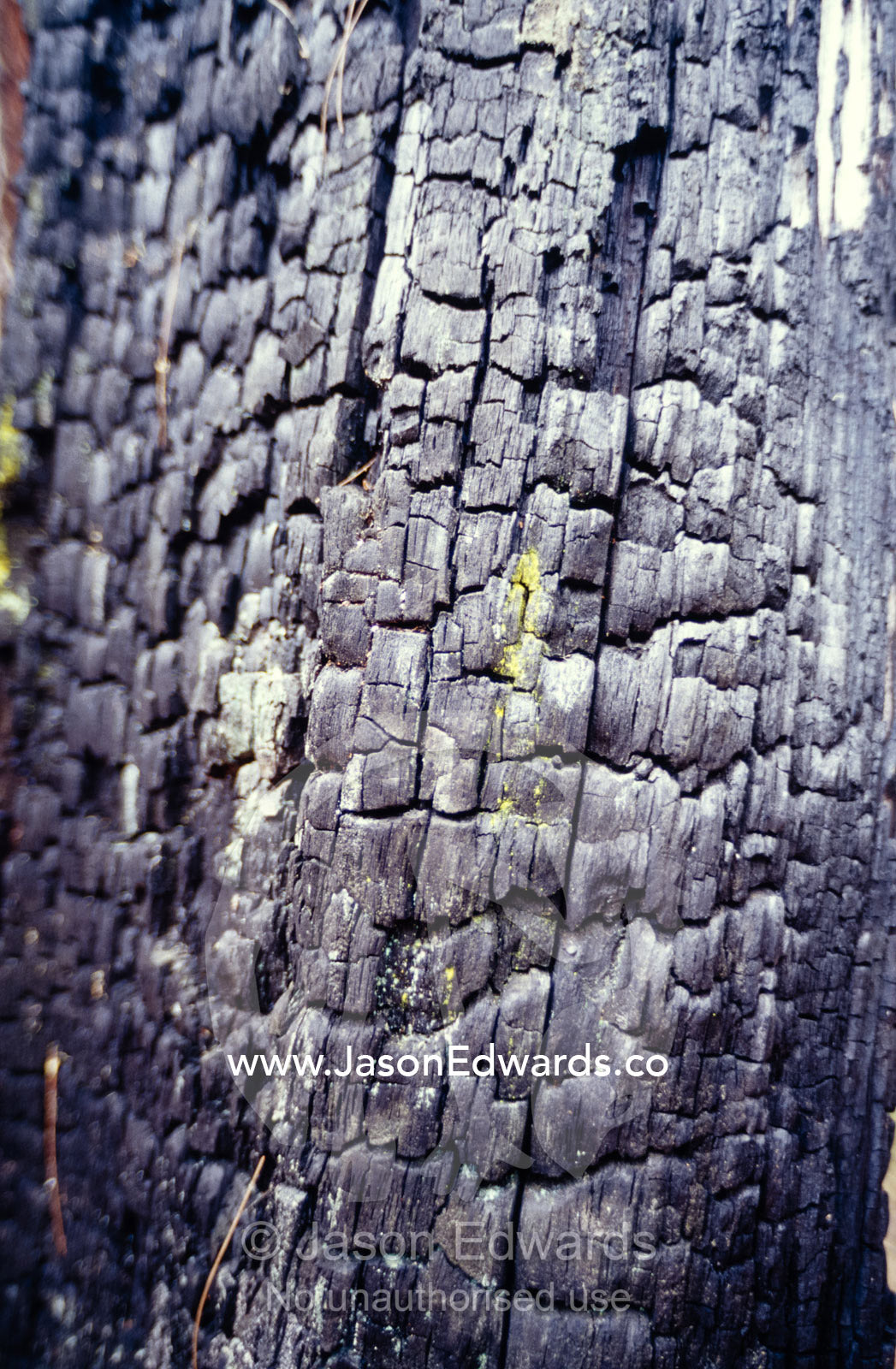 Lichen growing on a fire charred tree trunk. Tathra Forest Wildlife Reserve, New South Wales, Australia.