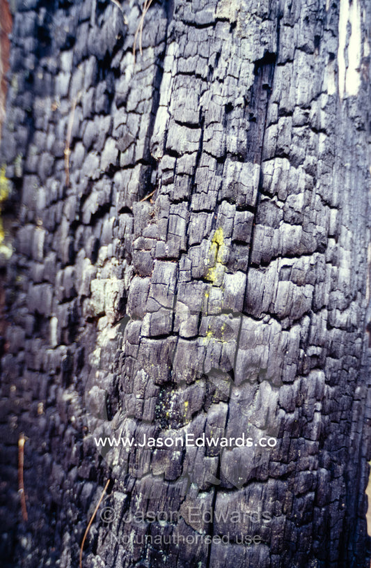 Lichen growing on a fire charred tree trunk. Tathra Forest Wildlife Reserve, New South Wales, Australia.