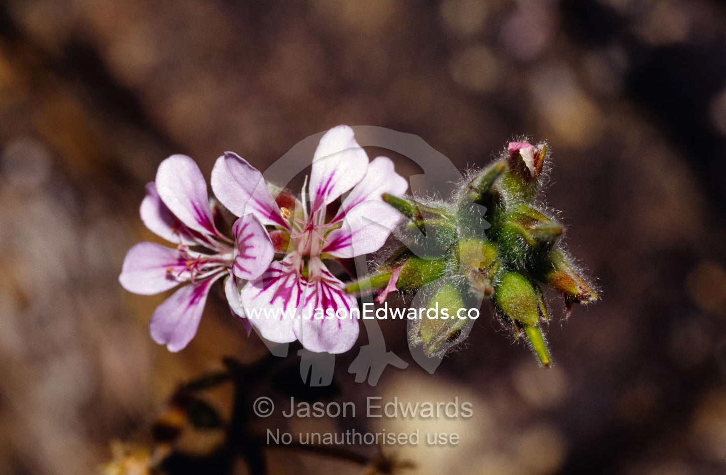 Dainty white and pink Wildflowers sprout from rugged coastal heath. Tathra, New South Wales, Australia.