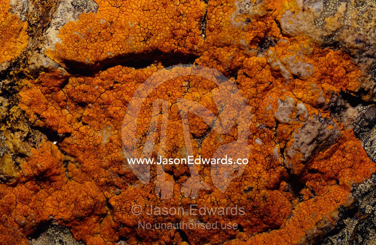 Vivid orange Lichen growing on coastal rocks. Tathra, New South Wales, Australia.