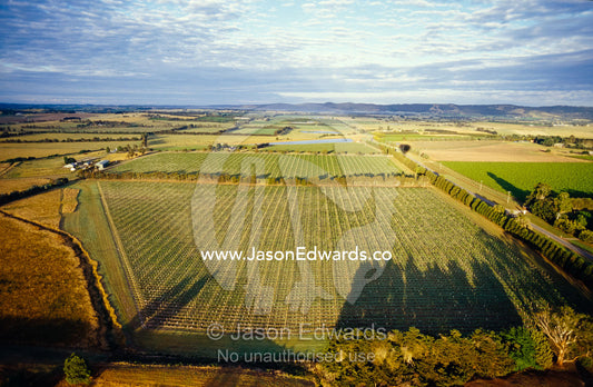 An aerial veiw of grape vineyards illuminated by the rising sun. Yarra Valley, Victoria, Australia.
