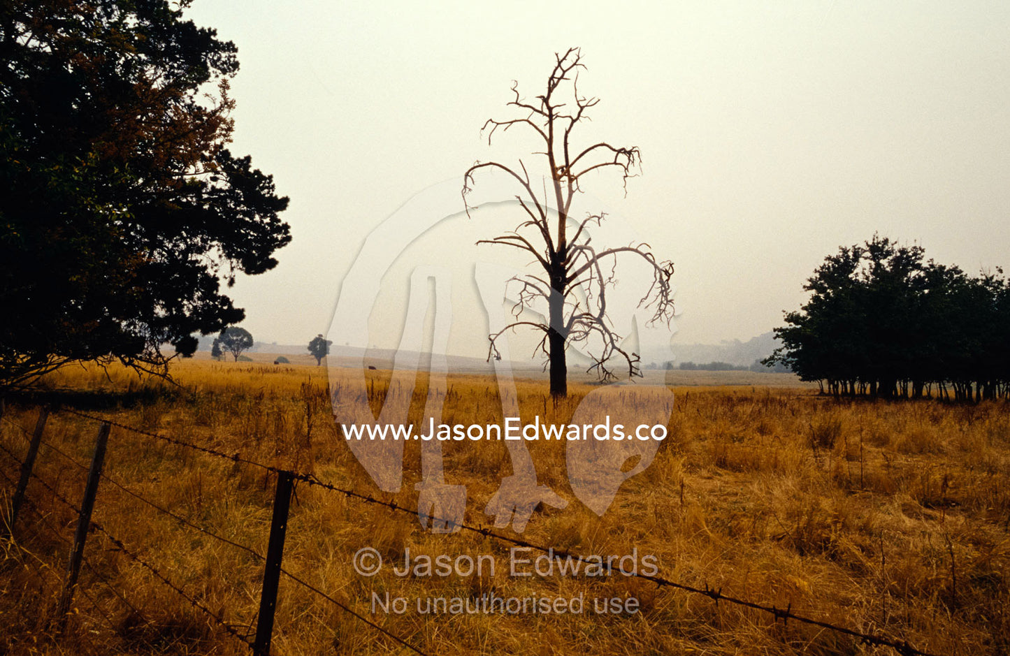 A dead tree in farmland shrouded in the haze of wildfire smoke. Howqua Valley, Victoria, Australia.
