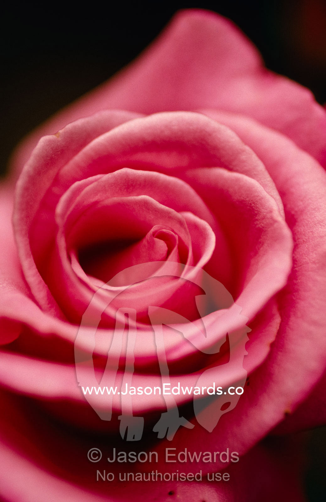 Closeup of a Charles Degaulle Rose flower and petals. Jamieson, Victoria, Australia.