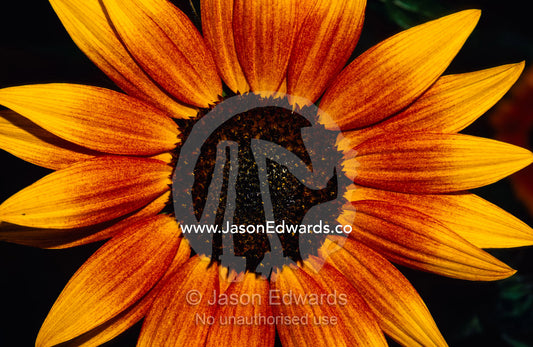 Closeup of a Sunflower seed bed surrounded by orange-yellow petals. North Carlton, Victoria, Australia