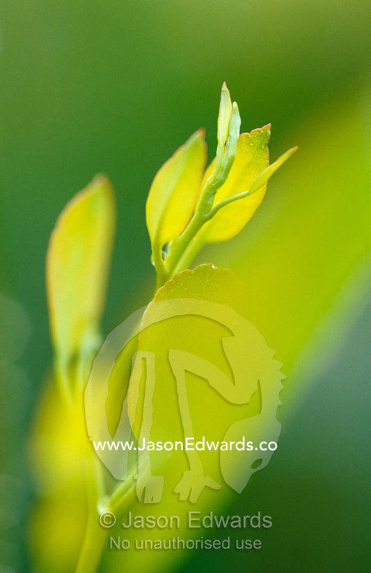 Fresh new buds and shoots of a Mountain Swamp Gum Eucalypt tree. Yellingbo Nature Conservation Reserve, Victoria, Australia.