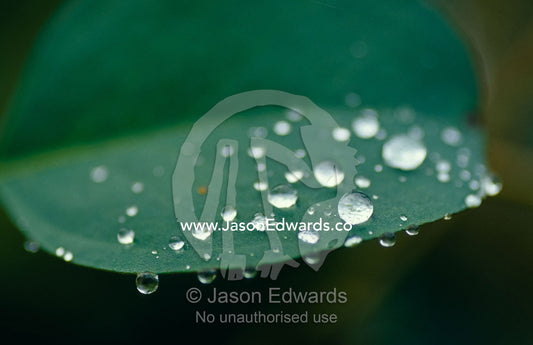 Rain drops on the leaf surface of a Mountain Swamp Gum tree. Yellingbo Nature Conservation Reserve, Victoria, Australia.