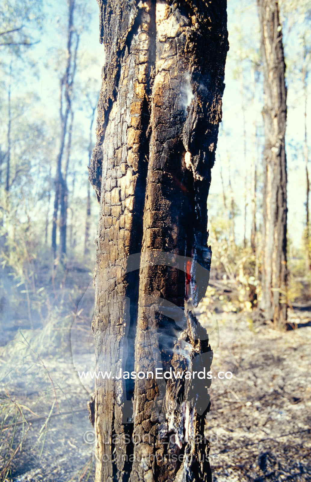 Wildfire destruction of a charred and smoking tree trunk. Pilliga Nature Reserve, New South Wales, Australia.