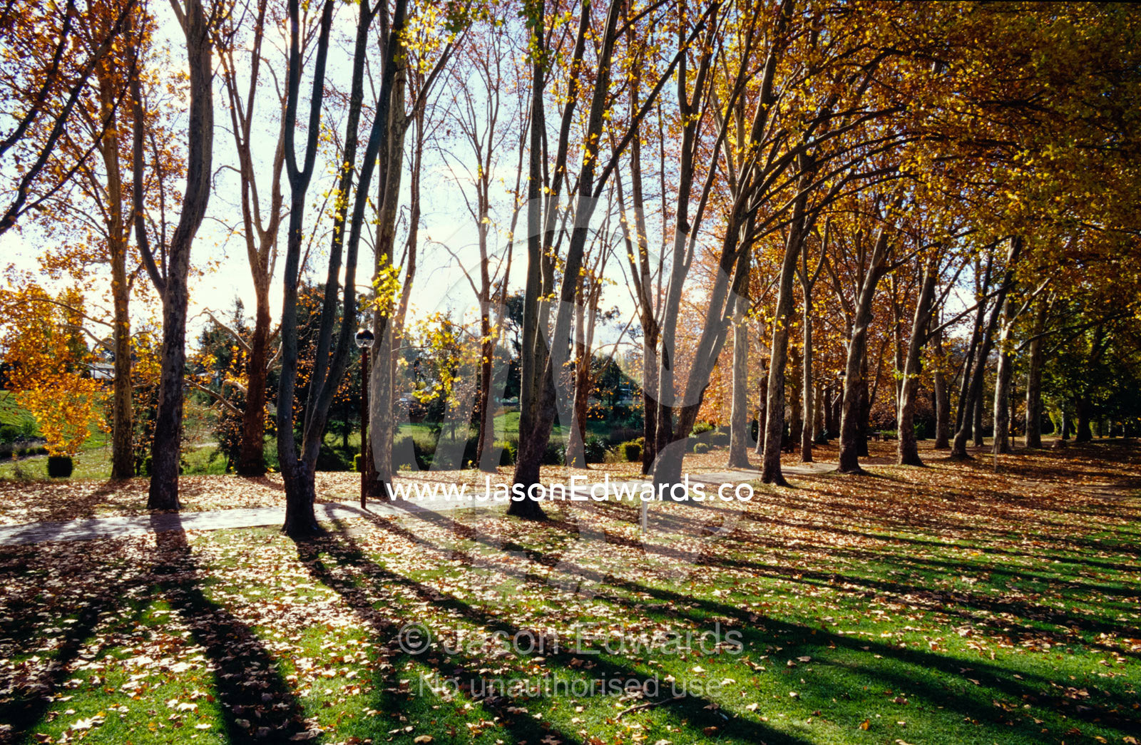 A walkway of Poplar trees cast shadows over parkland in the Fall. Coonabarrabran, New South Wales, Australia.