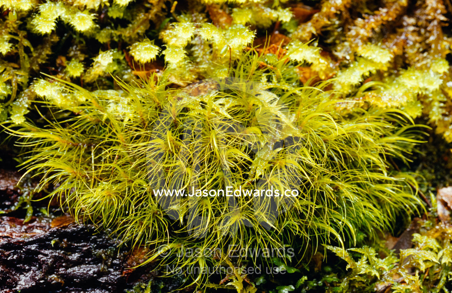 Dicranoloma Menziesii moss growing on a cool temperate rainforest log. The Beeches, Yarra Ranges National Park, Victoria, Australia.