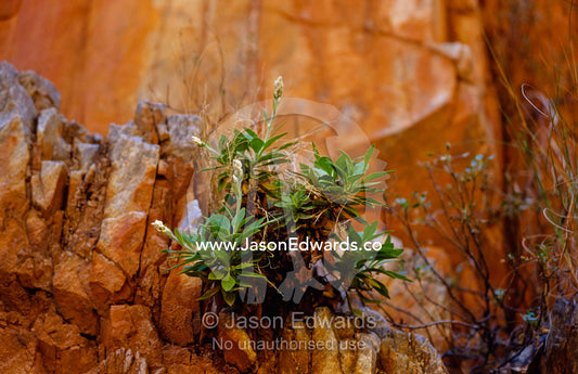 Goodenia Grandiflora precariously growing from a desert cliff face. Standley Chasm, Northern Territory, Australia.