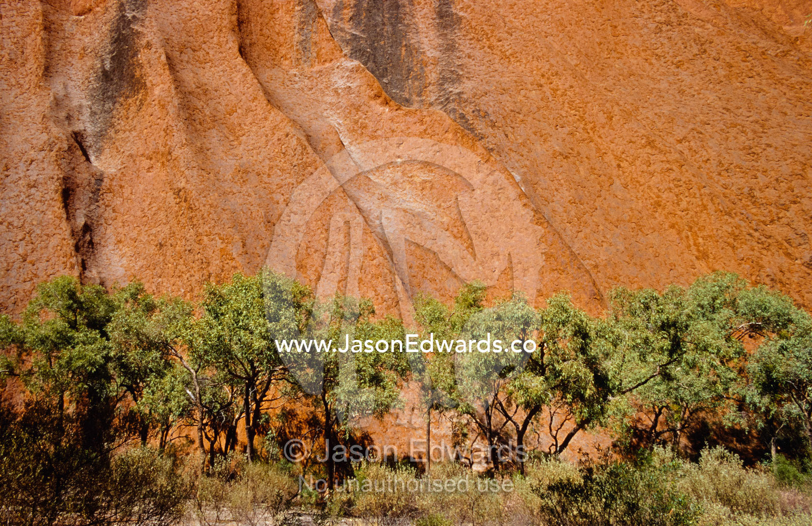 Stark green foliage of Desert Bloodwoods set against Uluru Ayres Rock. Uluru, Kata Tjuta, National Park, Northern Territory, Australia.