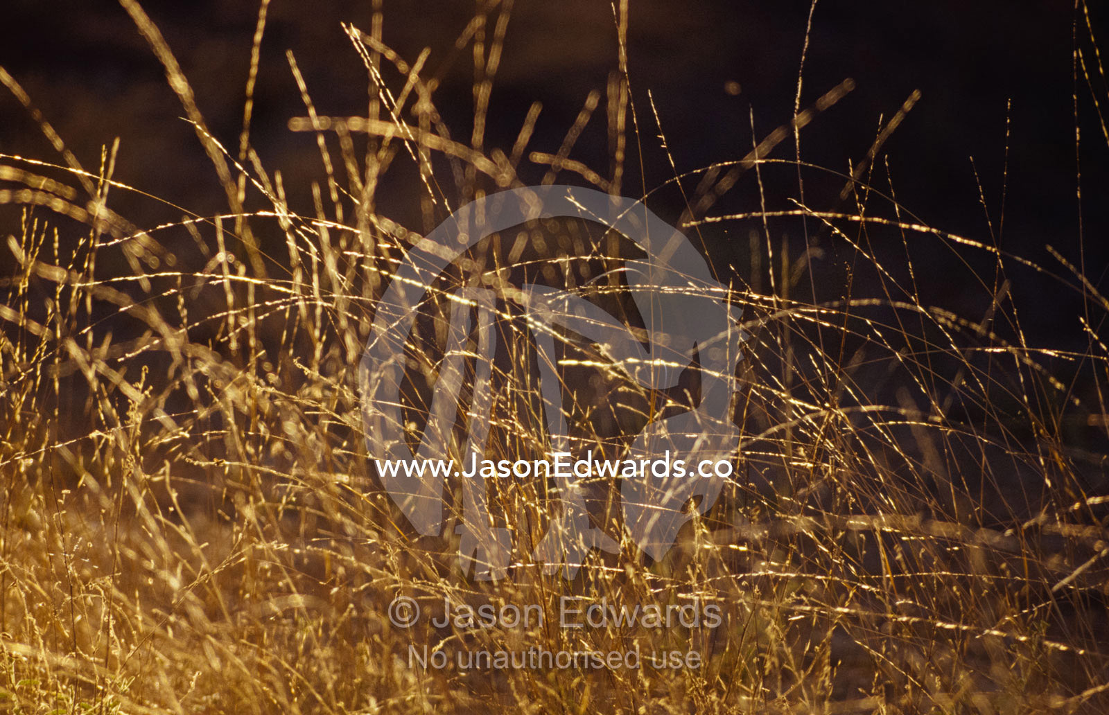 Wild native grasses backlit at dawn appear delicate and fragile. Epping National Park, Scientific, Queensland, Australia.