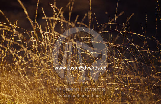 Wild native grasses backlit at dawn appear delicate and fragile. Epping National Park, Scientific, Queensland, Australia.