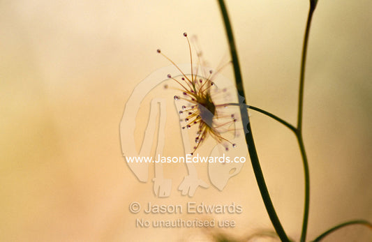 The beautiful, delicate and carnivorous Tall Sundew plant. Yellingbo Nature Conservation Reserve, Victoria, Australia.
