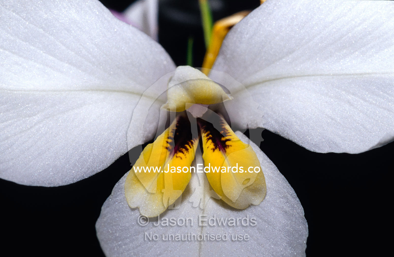 A flower petal detail of the Butterfly Flag, also known as Iris Fan. Yellingbo Nature Conservation Reserve, Victoria, Australia.