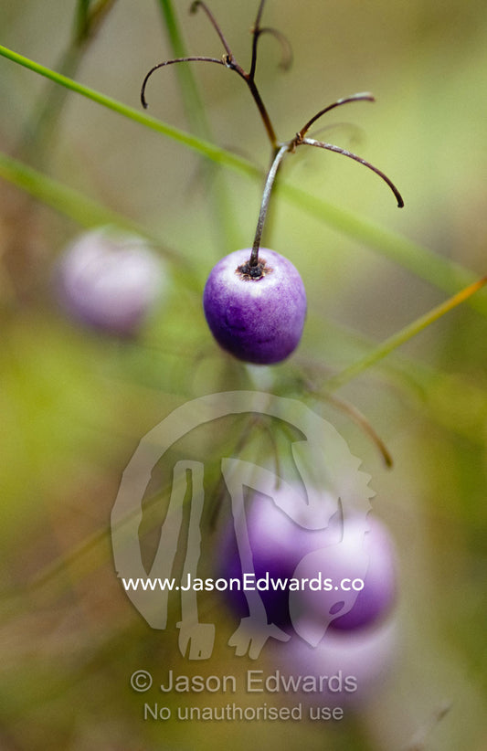 The aubergine fruit of the Tasman Flax Lilly, Dianella Tasmanica. Yellingbo Nature Conservation Reserve, Victoria, Australia.