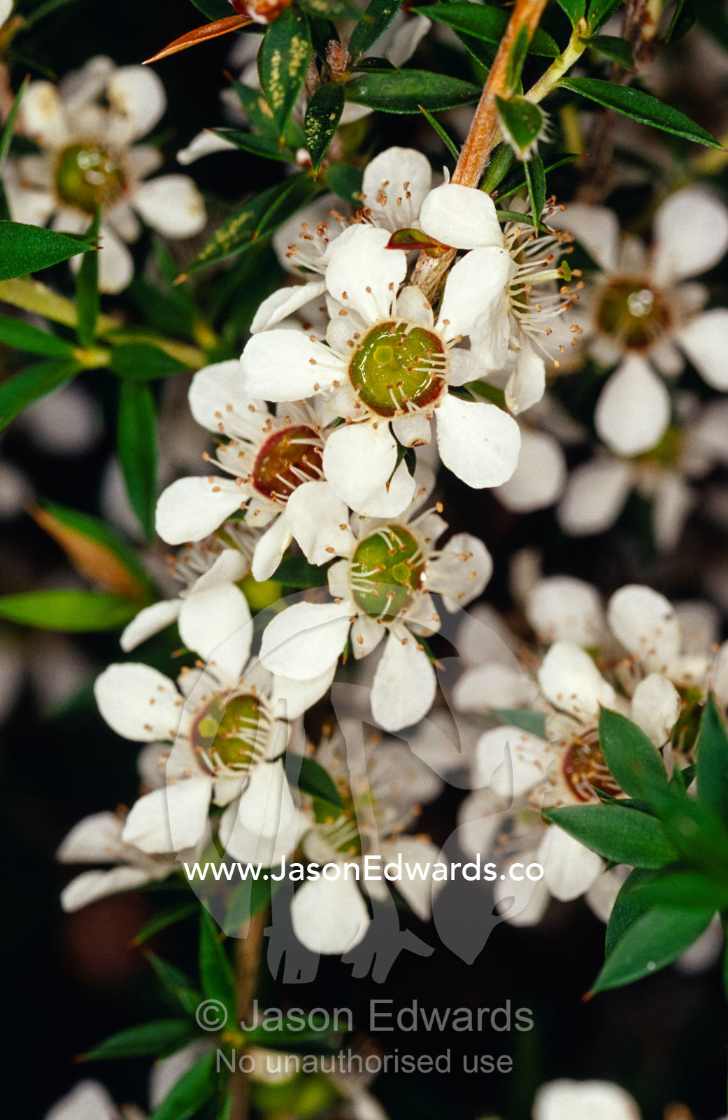 The delicate white flowers of the Manuka, Leptospermum Scoparium. Yellingbo Nature Conservation Reserve, Victoria, Australia.