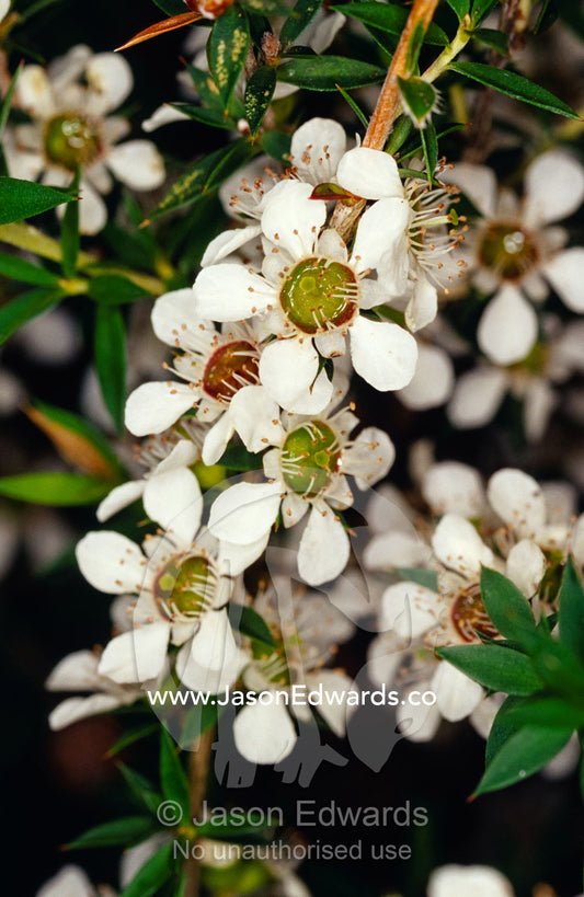 The delicate white flowers of the Manuka, Leptospermum Scoparium. Yellingbo Nature Conservation Reserve, Victoria, Australia.