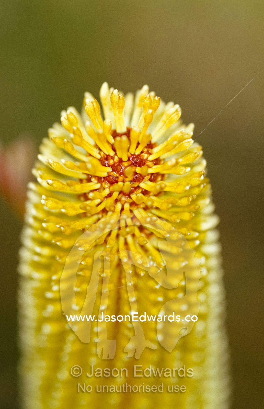 Detail of the Silver Banksia, Marginata, flower. Yellingbo Nature Conservation Reserve, Victoria, Australia.