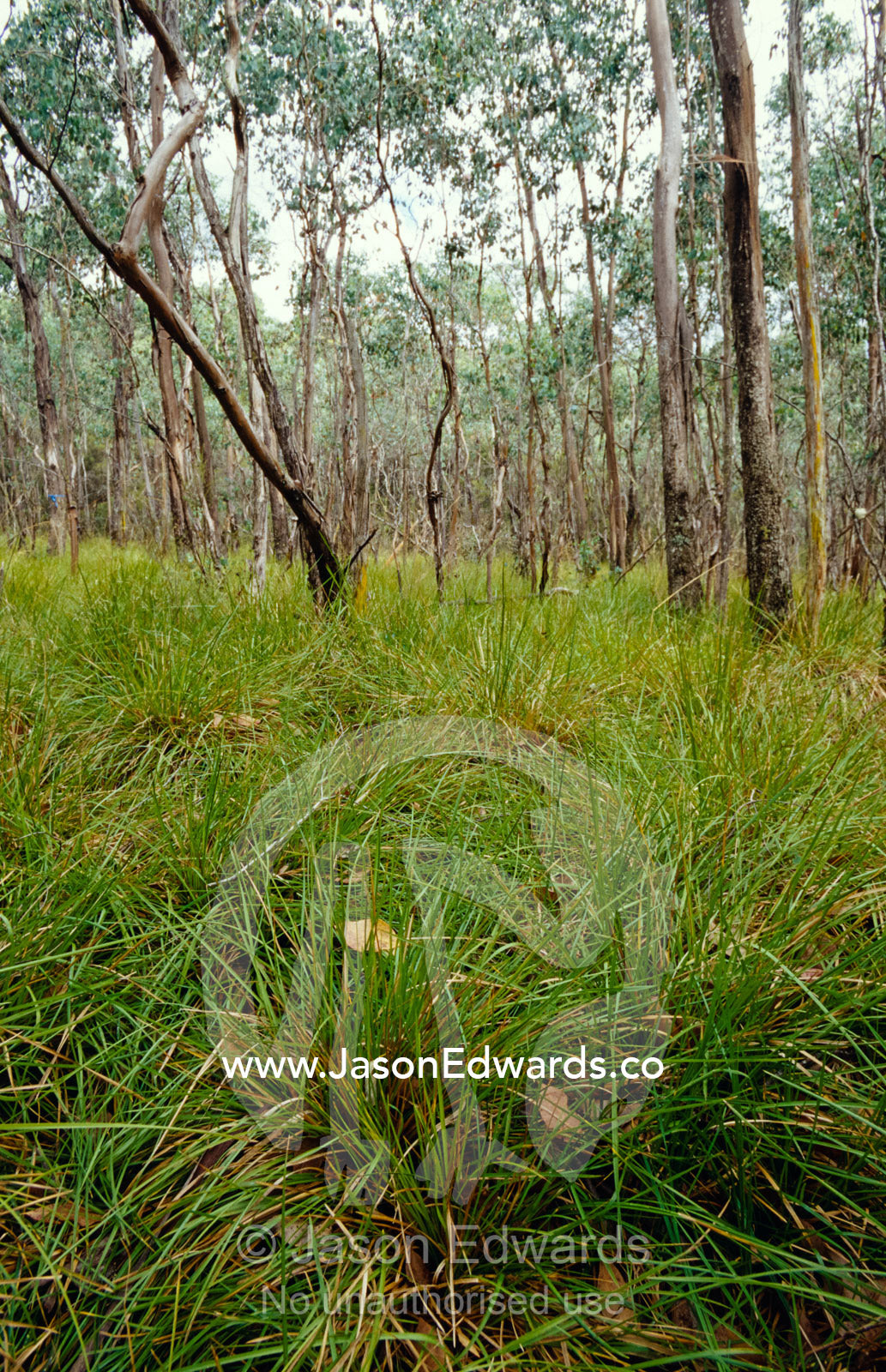 Eucalyptus Camphora trees and Hooker's Fescue grass protected habitat. Yellingbo Nature Conservation Reserve, Victoria, Australia.
