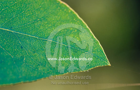 The backlit detail of a Eucalypt Gum leaf and delicate veins. Bunyip State Park Victoria, Australia.